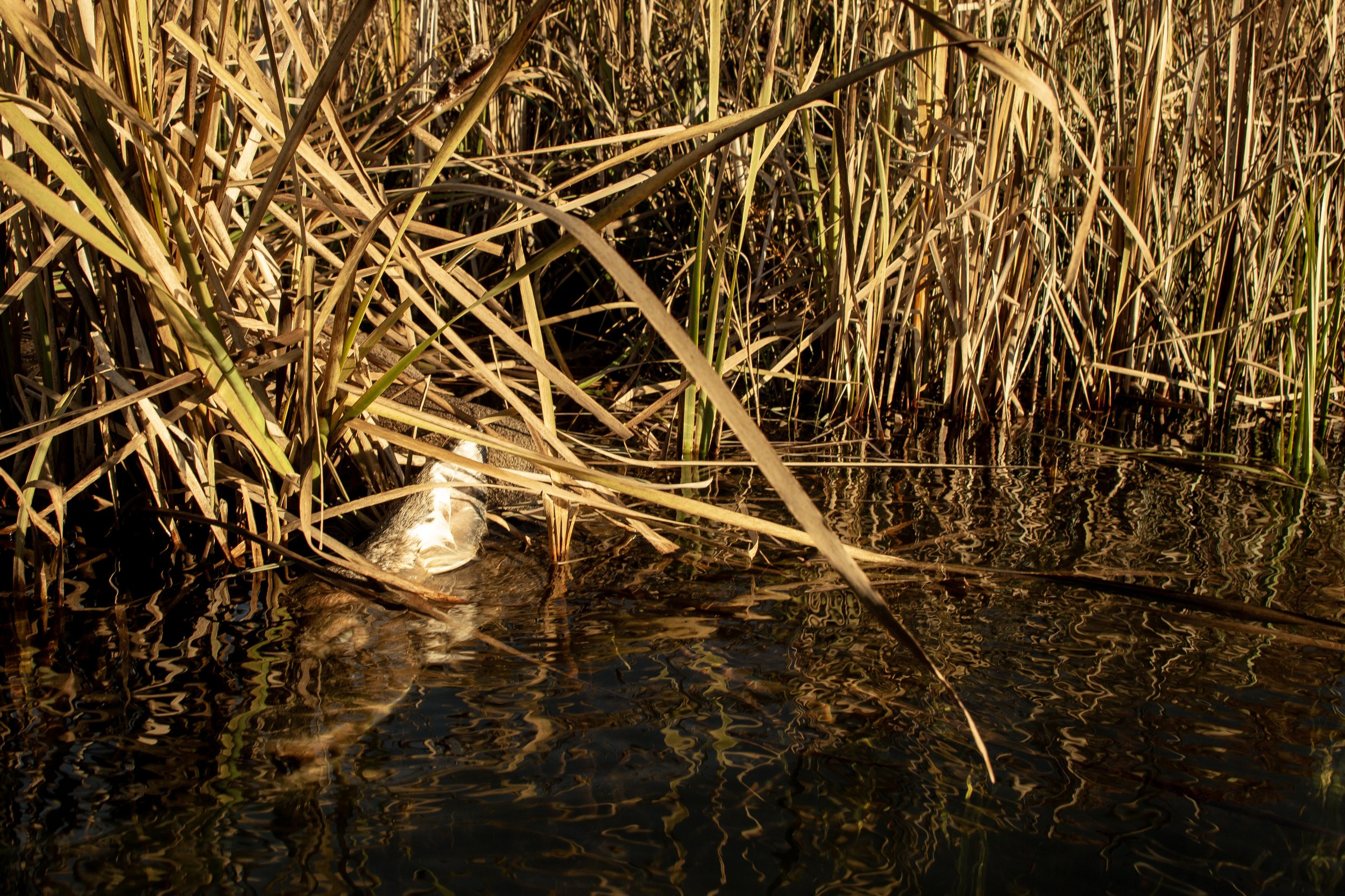 IMG_4241 copy.jpg
